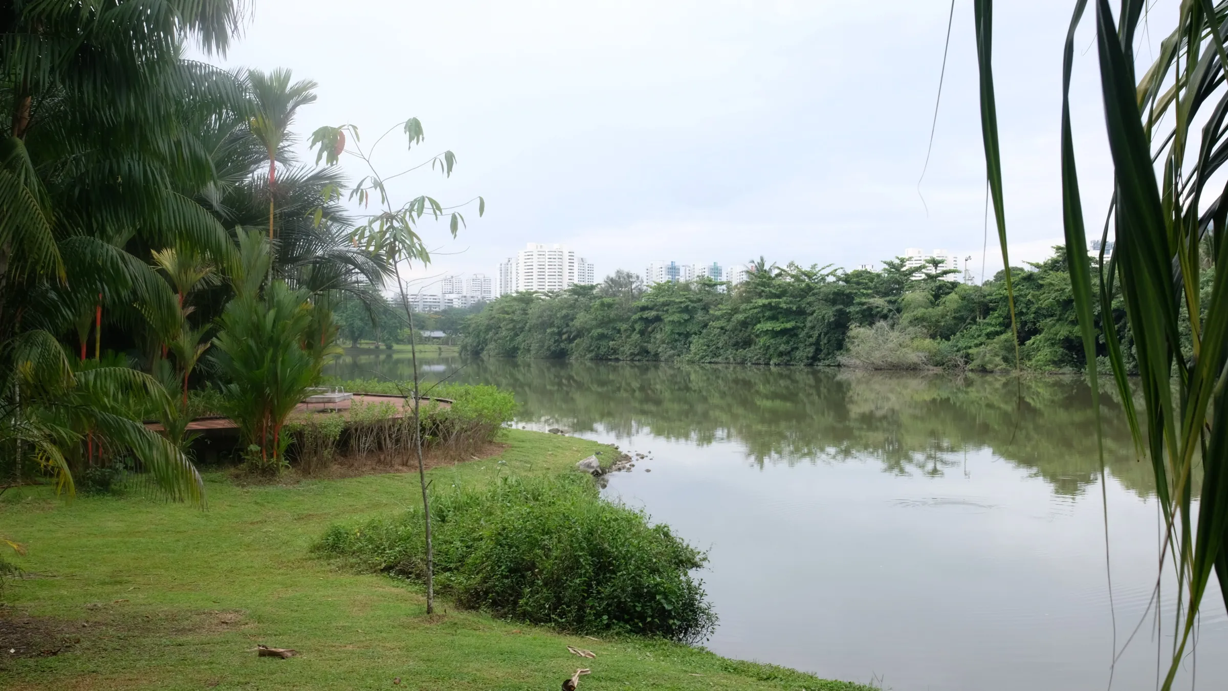 Apartment blocks rising beyond a line of trees on the far shore of Jurong Lake, seen from a grassy bank with palms in the foreground